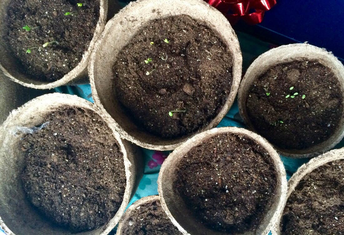 Rasheena's Seedlings
